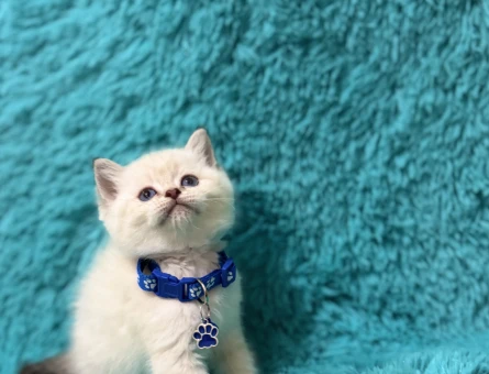 British Shorthair Mavi Boncuk 2 Aylık Yuva Arıyor