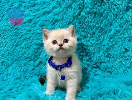 British Shorthair Mavi Boncuk 2 Aylık Yuva Arıyor