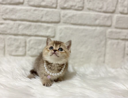 British Shorthair Mozaik Kek Golden Tabby Dişi