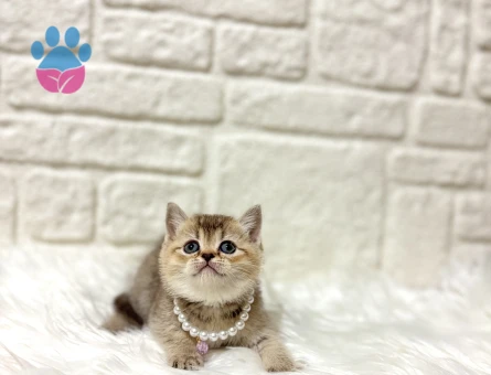 British Shorthair Mozaik Kek Golden Tabby Dişi