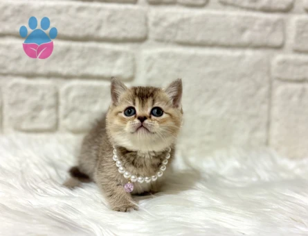 British Shorthair Mozaik Kek Golden Tabby Dişi
