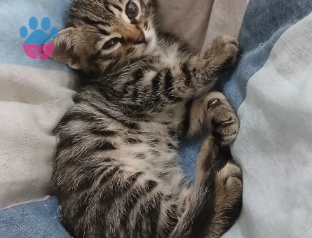 2 aylık Erkek kedi