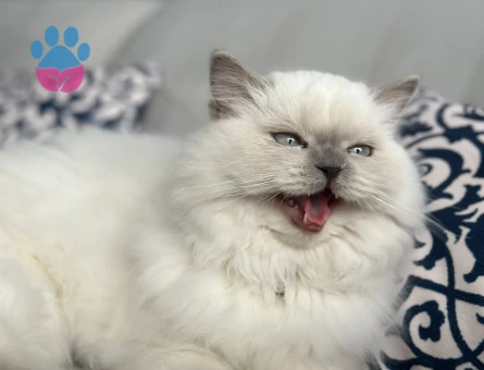 British Longhair 10 Aylık DİŞi