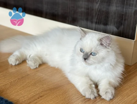 British Longhair 10 Aylık DİŞi