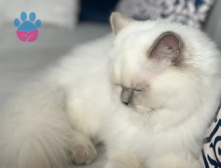 British Longhair 10 Aylık DİŞi