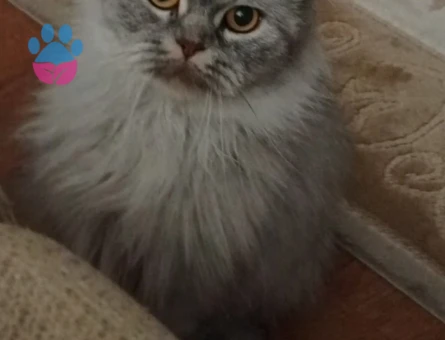 Chinchilla 2 Yaşında Dişi