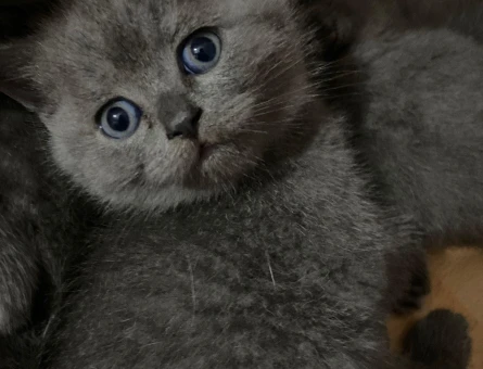 British Yavrular 2 Aylık