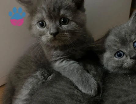 British Yavrular 2 Aylık