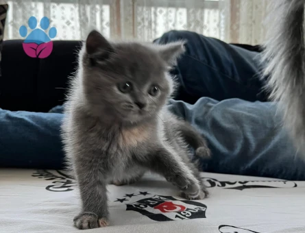 British Shorthair 45 Günlük Dişi Tüm Eğitimleri Var
