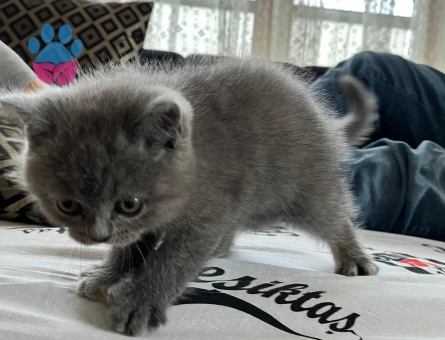 British Shorthair 45 Günlük Dişi Tüm Eğitimleri Var