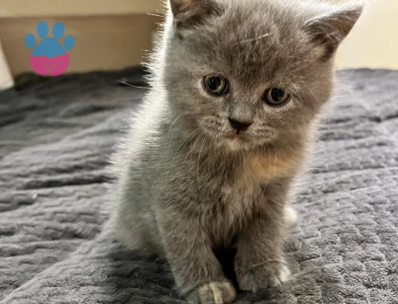 British Shorthair 45 Günlük Dişi Tüm Eğitimleri Var