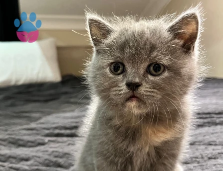 British Shorthair 45 Günlük Dişi Tüm Eğitimleri Var