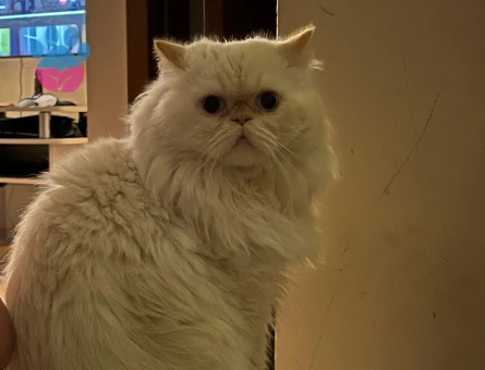 British Shorthair 45 Günlük Dişi Tüm Eğitimleri Var