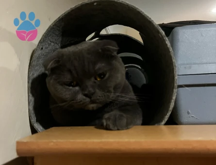 British Shorthair 45 Günlük Dişi Tüm Eğitimleri Var