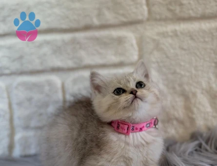 British Shorthair 2 Aylık Dişi Yavrumuz