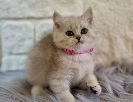 British Shorthair 2 Aylık Dişi Yavrumuz