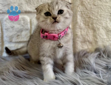 Scottish Fold Topaç Kafa 2 Aylık Dişi
