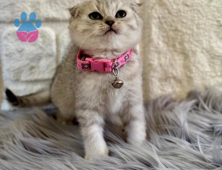 Scottish Fold Topaç Kafa 2 Aylık Dişi