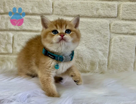 British Shorthair Golden Erkek Ny12 Topaç Kafa