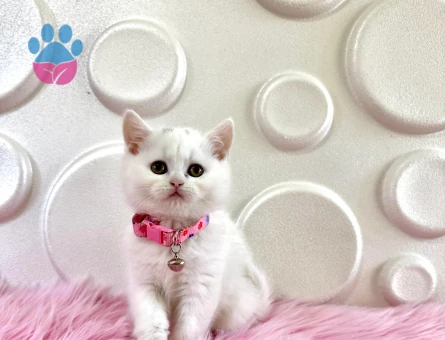 British Shorthair Bembeyaz Dişi 2 Aylık Yavrumuz