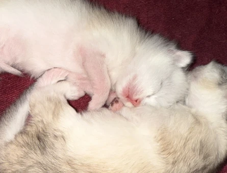 Scottish – British Safkan Yavrular | 30 Mart Doğumlu