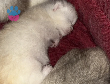 Scottish – British Safkan Yavrular | 30 Mart Doğumlu