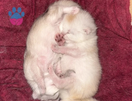 Scottish – British Safkan Yavrular | 30 Mart Doğumlu