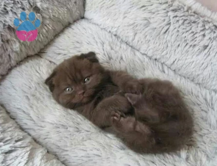 Scottish Fold Çikolata Point Erkek