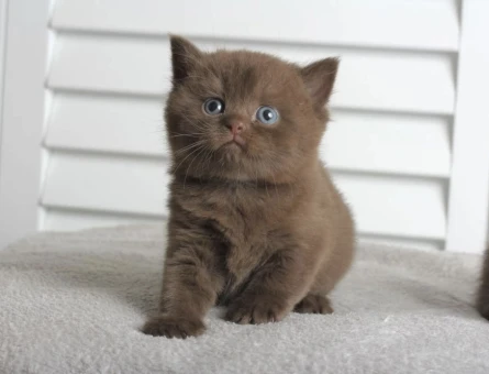 British Shorthair Çikolata Point Erkek 2 Aylık