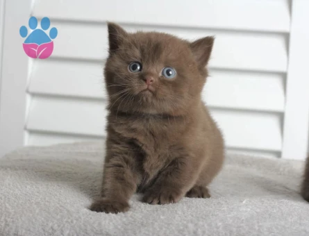 British Shorthair Çikolata Point Erkek 2 Aylık