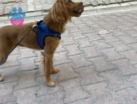 Dişi Cocker Spaniel Yavrusu – Çok Oyuncu ve Sevimli