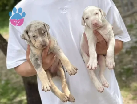 Doberman Türkiye’de ilk ve tek özel renk yavrular