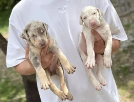 Doberman Türkiye’de ilk ve tek özel renk yavrular