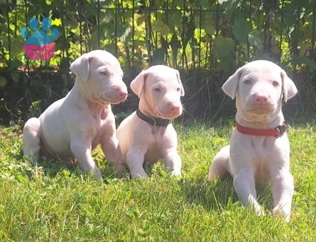 Doberman Türkiye’de ilk ve tek özel renk yavrular