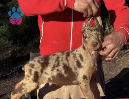 Doberman Türkiye’de ilk ve tek özel renk yavrular