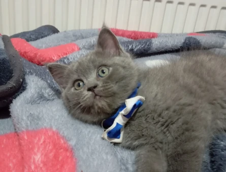 Safkan çeşitli yavrular