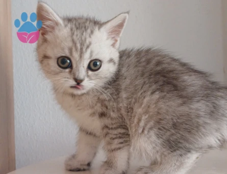 Safkan çeşitli yavrular