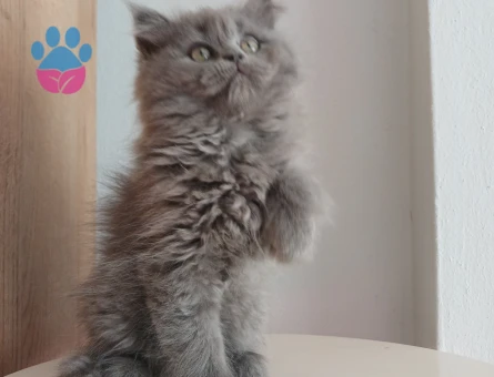 Safkan çeşitli yavrular