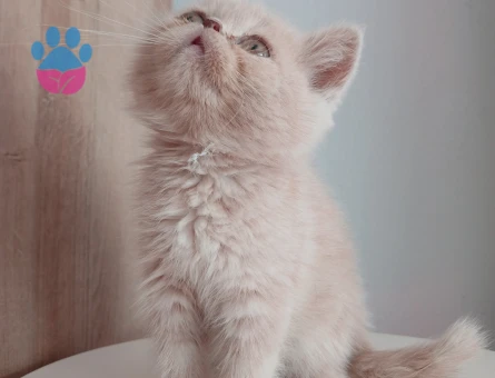 Safkan çeşitli yavrular