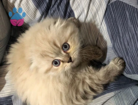 Safkan çeşitli yavrular