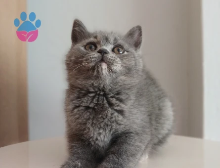 Safkan çeşitli yavrular