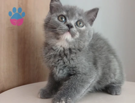 Safkan çeşitli yavrular