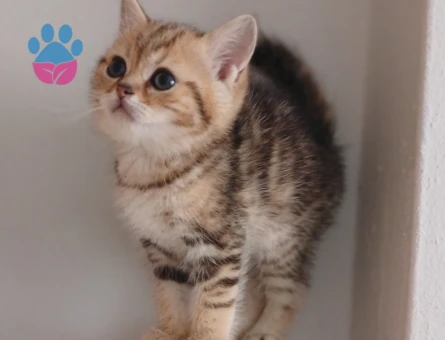 Safkan çeşitli yavrular