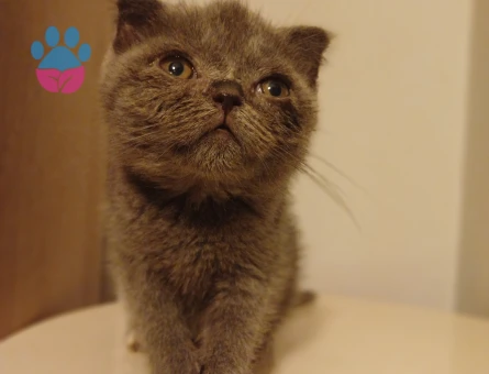 Safkan çeşitli yavrular