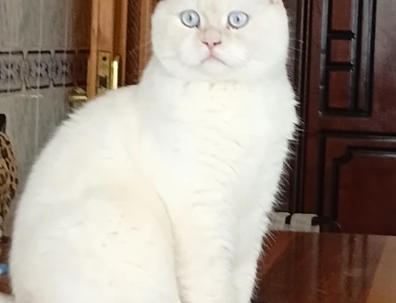 British Shorthair 2 Yaşında Yuva Arıyor - 4520