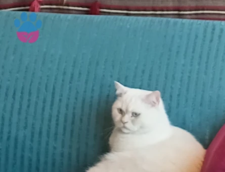 British Shorthair 2 Yaşında Yuva Arıyor