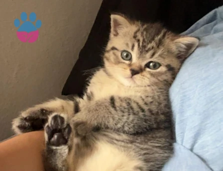 Scottish Fold/straight Silver Tabby Erkek Kedi Yavrusu