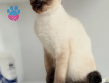 DİŞİ SİYAM KEDİLERİMİZİ SAHİPLENDİRMEK İSTİYORUZ - 4523