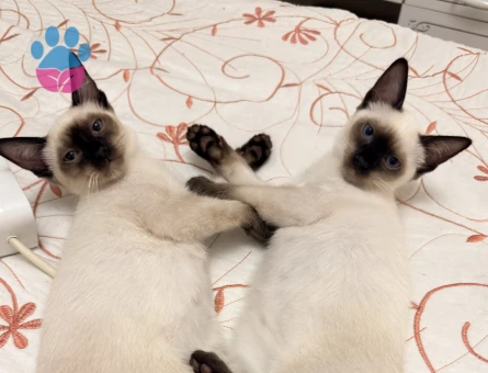 DİŞİ SİYAM KEDİLERİMİZİ SAHİPLENDİRMEK İSTİYORUZ