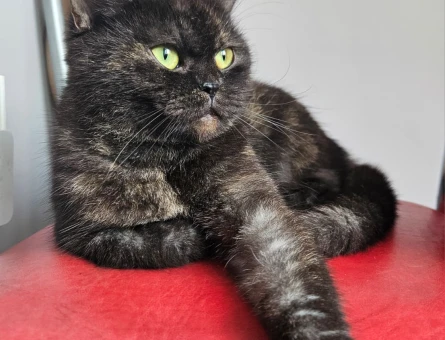 British Shorthair 4 Yaşında Dişi - 4524